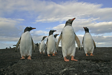 Fototapeta premium Gentoo penguin, Pygoscelis papua