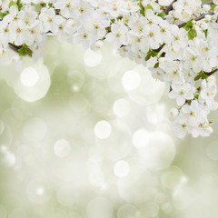 Fototapeta na wymiar Kwitnąca Plum Kwiaty w ogrodzie