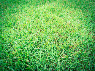 Green grass