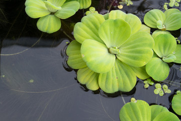 duckweed