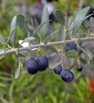 ripe black olives on a branch