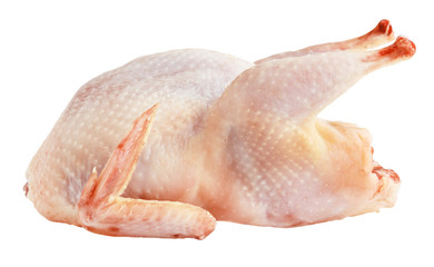 Raw quail isolated on white