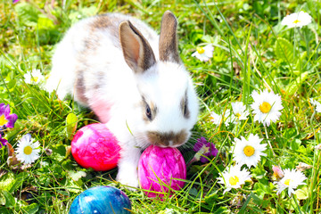 Osterhase auf Osterwiese