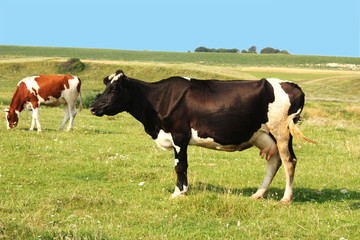 The cows on the meadow