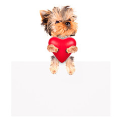 Holiday banner with dog holding heart