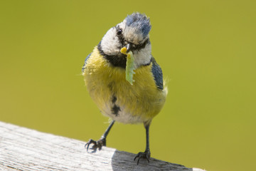 Blue tit with larvae