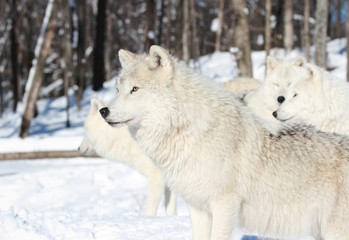 loups en hiver