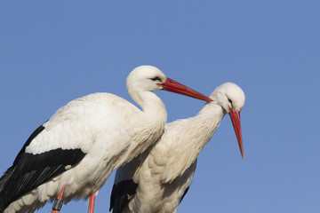 White stork pair