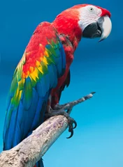 Fotobehang Nu papegaai © Sailorr
