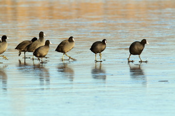 coots walking with care on frozen surface
