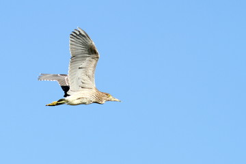 juvenile night heron in flight