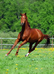 Beautiful sorrel racehorse playing on the field