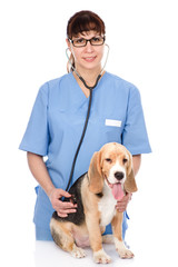 Fototapeta na wymiar veterinarian examining a puppy dog. isolated on white background