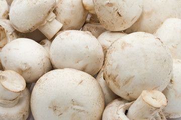 Champignon mushrooms