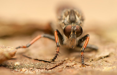 Fly insect