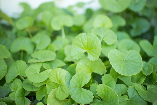 Centella asiatica green leaf