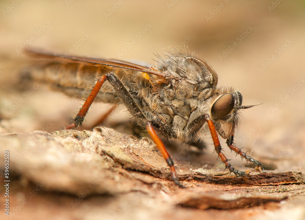 Wall mural Fly insect