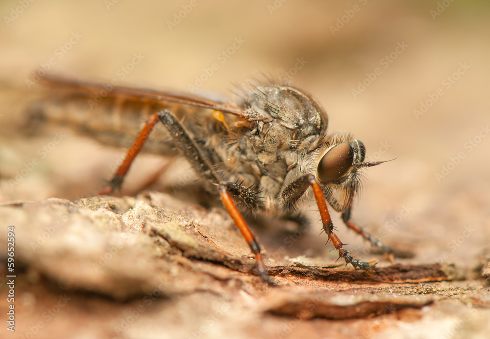 Wall mural Fly insect