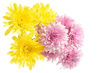 pink  and yellow dahlia