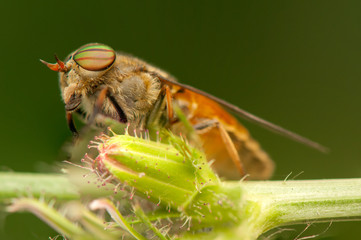 Fly insect