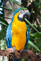 Colorful blue parrot macaw