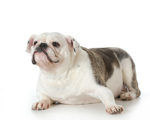 english bulldog