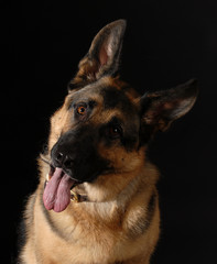 german shepherd
