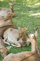 Eastern sarus crane or Grus antigone sharpii.