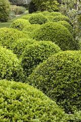 Topiary bushes in English garden