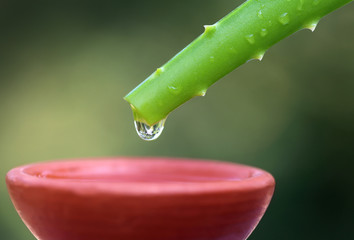 Falling aloe vera extract