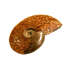Ammonite Fossil