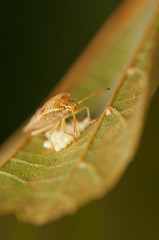 Beetle insect