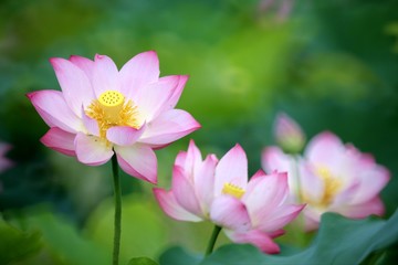 Fototapeta na wymiar Pink Lotus with nice background