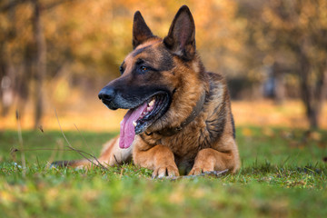 Portrait Of German Shepherd Dog