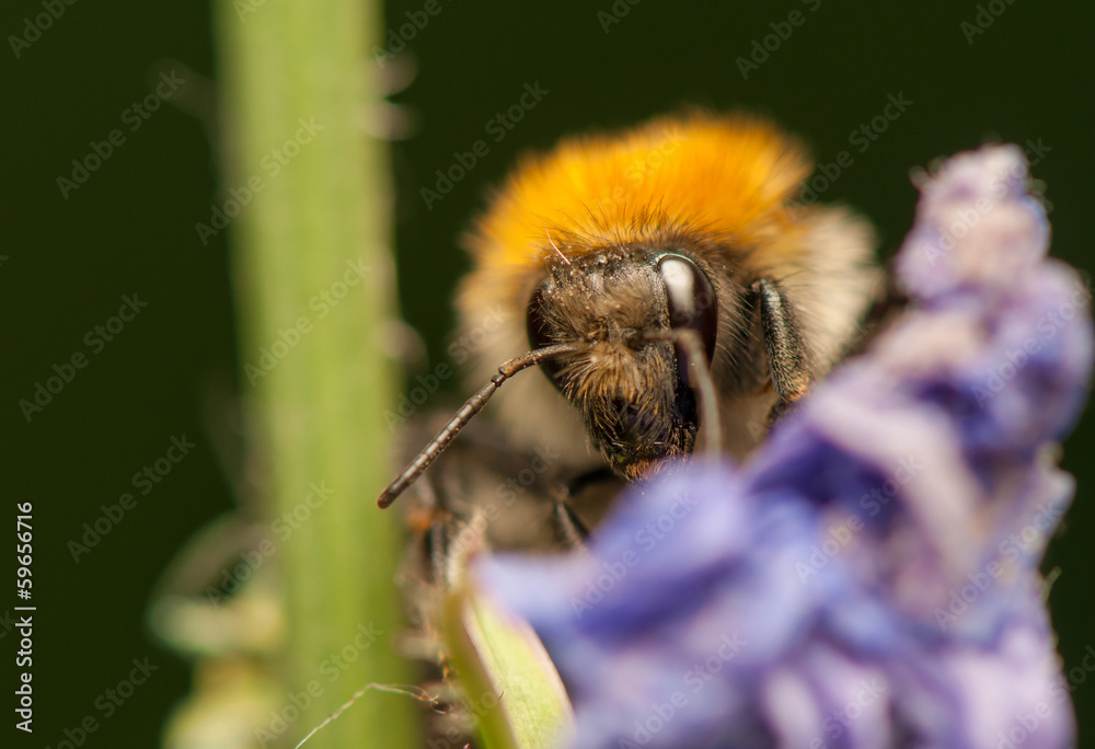 Sticker Bombus