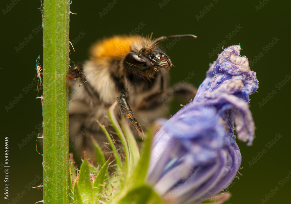 Sticker Bombus