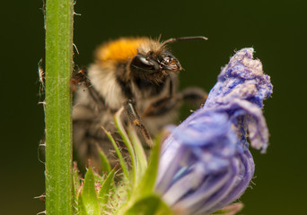 Bombus