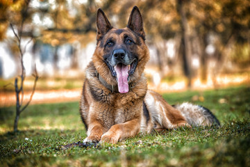 Dog German Shepherd Looking Into Camera