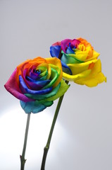 Fototapeta na wymiar Bouquet of Rainbow rose