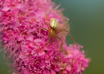 Spider
