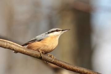 Nuthatch - Sitta europaea on a twig in the morning