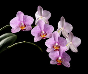 From the Orchid flower on a black background