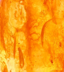 Baltic amber, resin segments, fossil millions of years - obrazy, fototapety, plakaty
