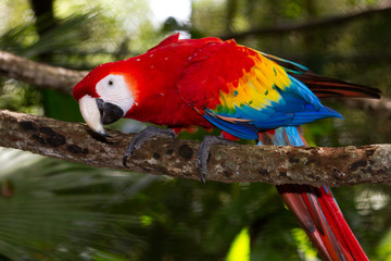 scarlet macaw © wollertz