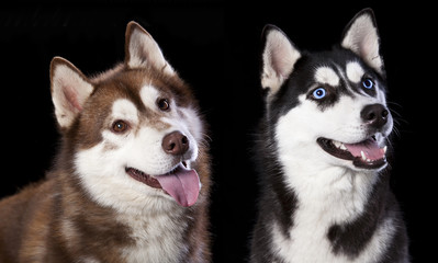 Husky portrait