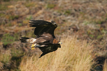 Obraz premium Golden eagle, Aquila chrysaetos