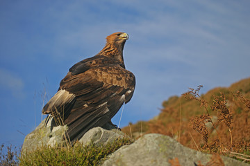 Golden eagle, Aquila chrysaetos