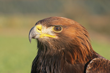 Golden eagle, Aquila chrysaetos
