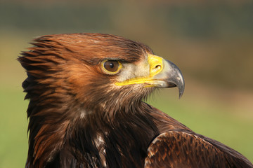 Golden eagle, Aquila chrysaetos
