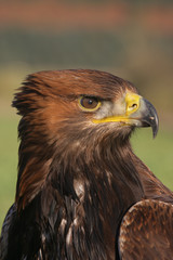Golden eagle, Aquila chrysaetos